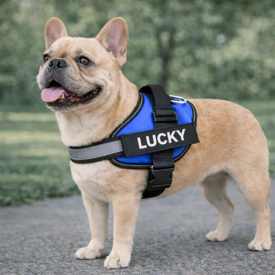 Peitoral Para Cachorros Ajustável com Nome Personalizável