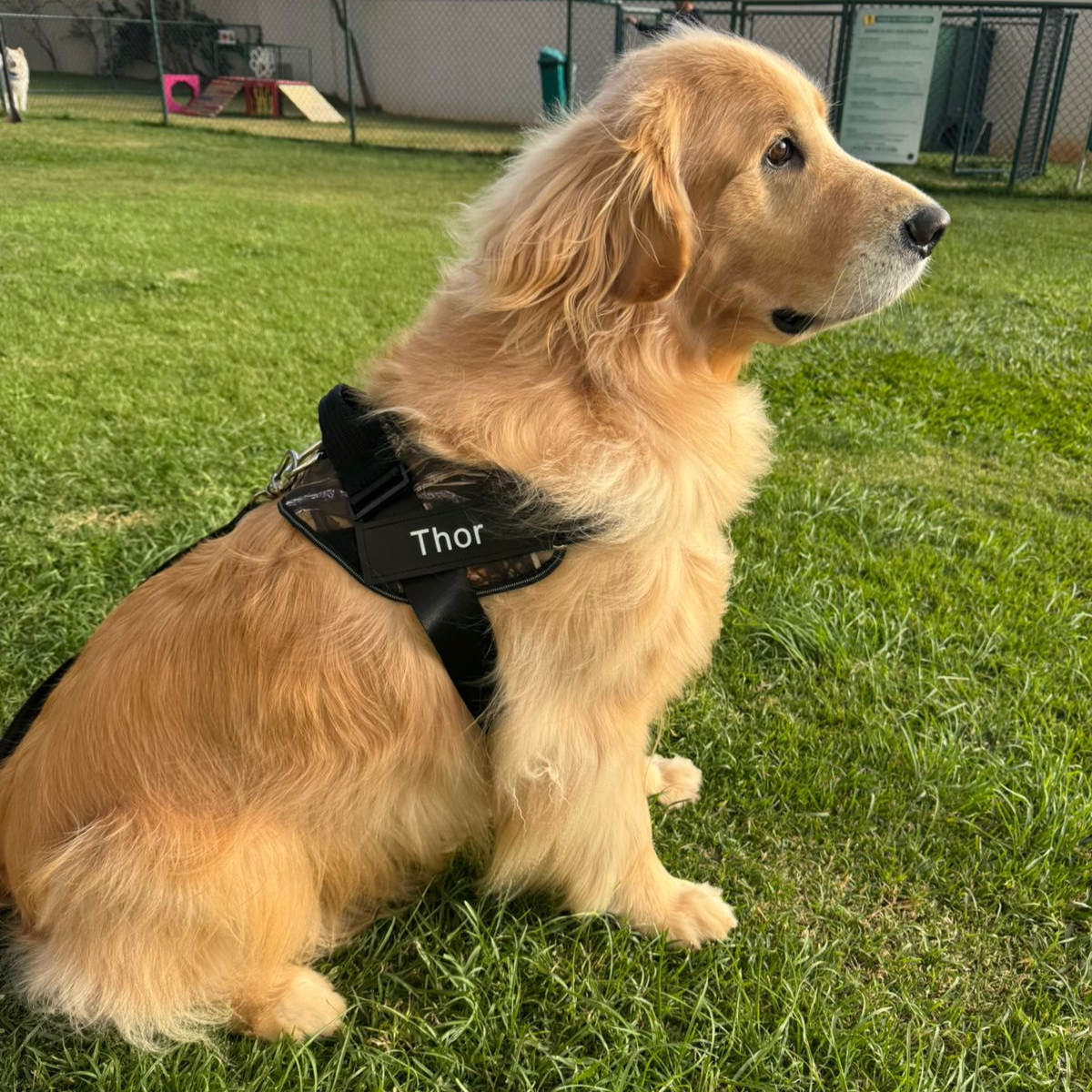 Peitoral Para Cachorros Ajustável com Nome Personalizável