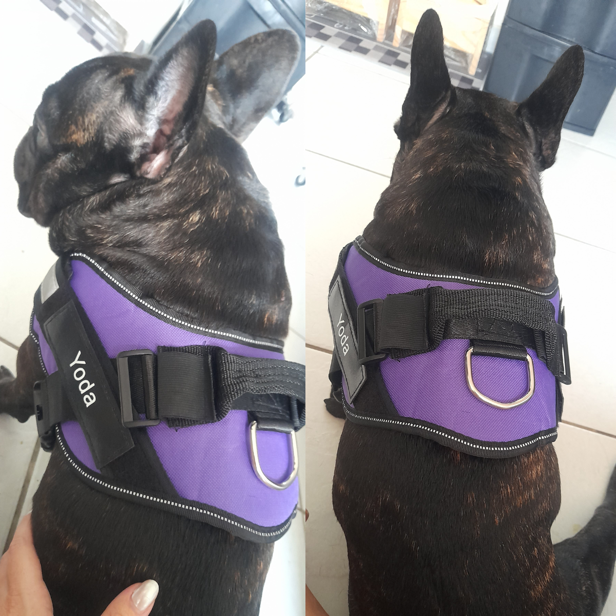 Peitoral Para Cachorros Ajustável com Nome Personalizável