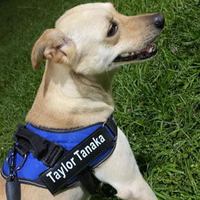 Peitoral Para Cachorros Ajustável com Nome Personalizável